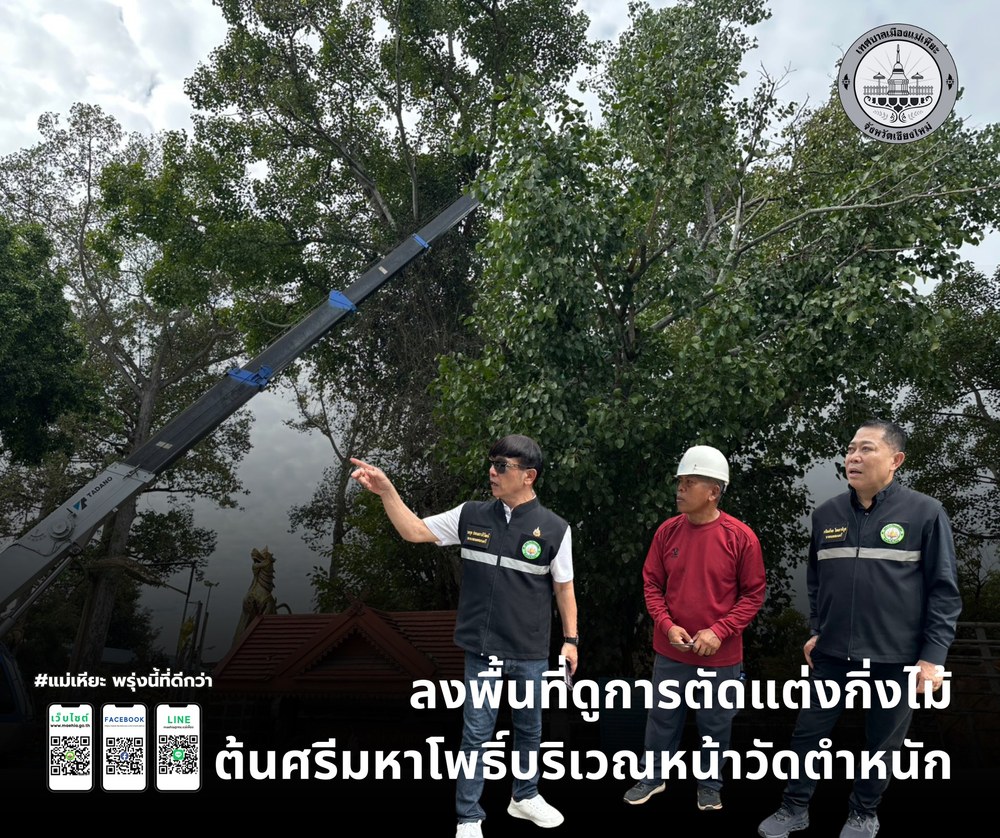 ลงพื้นที่ดูการตัดแต่งกิ่งไม้ ต้นศรีมหาโพธิ์บริเวณหน้าวัดตำหนัก